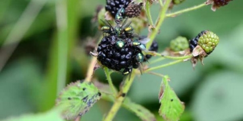Zašto ima puno muha na kupinama i šta s njima?